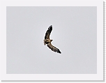 merikotka_golden eagle_1398b * 800 x 600 * (131KB)